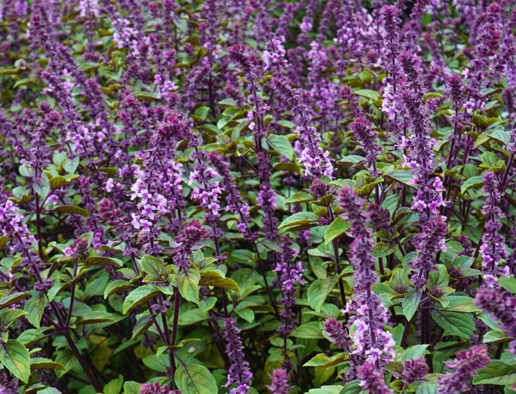 African basil in bloom.