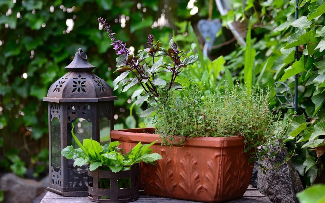 Herbs: Plant an Herb to Eat and to Give a Treat!