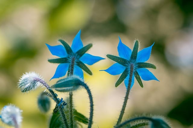 borage-edible-flowers Borage bright blue flowers are edible.