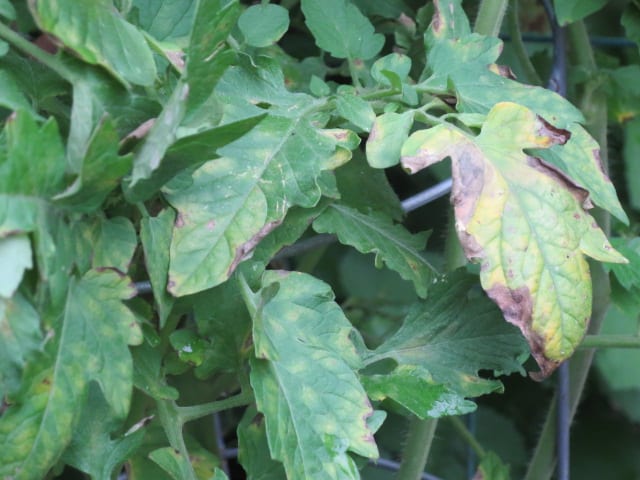 early-leaf-blight-tomato Early leaf blight on a tomato plant.