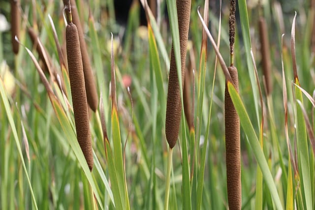 water-plants-cattail Water plants like cattail are very commonly seen around marshes and ponds.