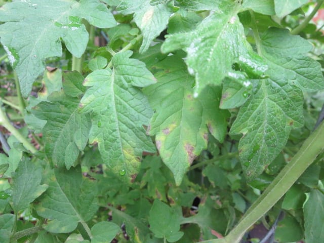 Early leaf blight on tomato plant.