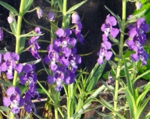 Angelonia in bloom. 