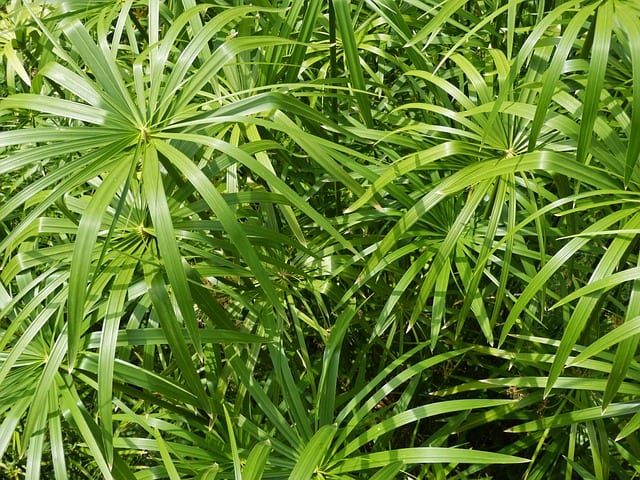 water-plants-papyrus Papyrus are common water plants.