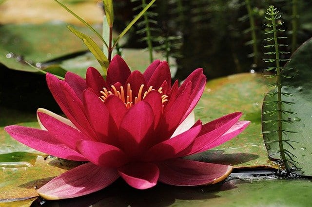 water-plants-lilies Water plants, lilies, blooming in a pond.