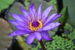 water-plants-lily-pond Tropical water lily water plants floating in the water.