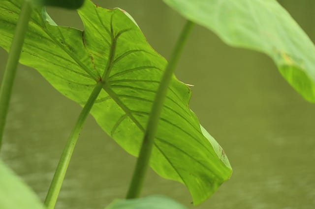 water-plants-taro Taro water plants add height and interest to ponds.