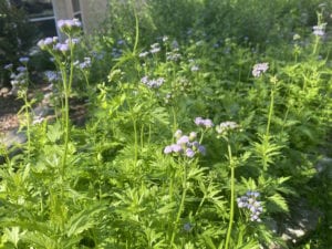 Native Blue Mist is thriving after the freeze.