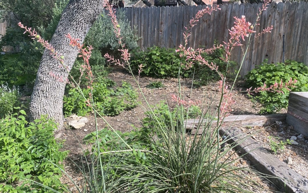 5 Reasons to Try Xeriscape Gardening in the Landscape