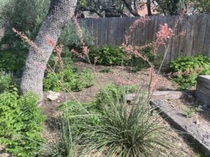 Red Yucca has brilliant coral-red blooms.