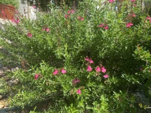 Native pink salvia greggii in bloom.