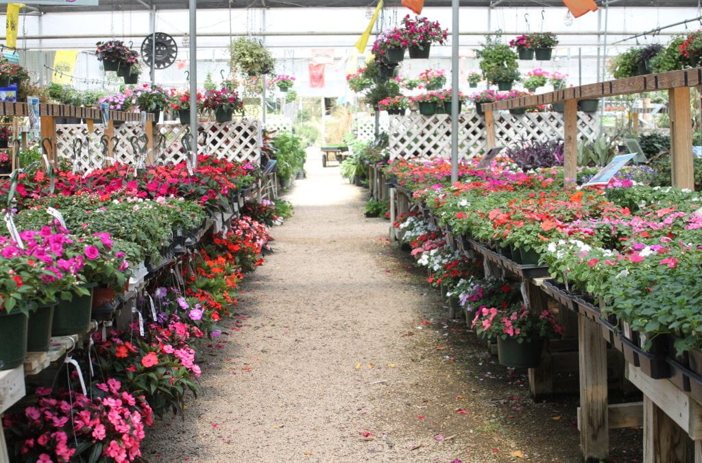 Impatiens: Colorful Annual Options For Shade