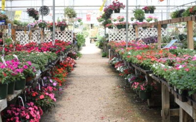 Impatiens: Colorful Annual Options For Shade