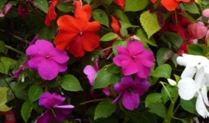 Shade loving impatiens in multiple colors.