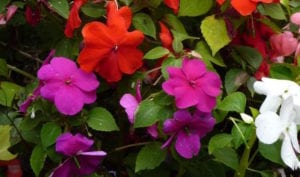 impatiens-shade-gardens Shade loving impatiens in multiple colors.