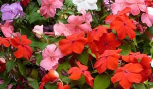 impatiens-2-768x1024 copy Colorful annuals.