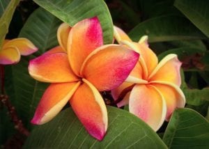 Orange-coral plumeria bloom