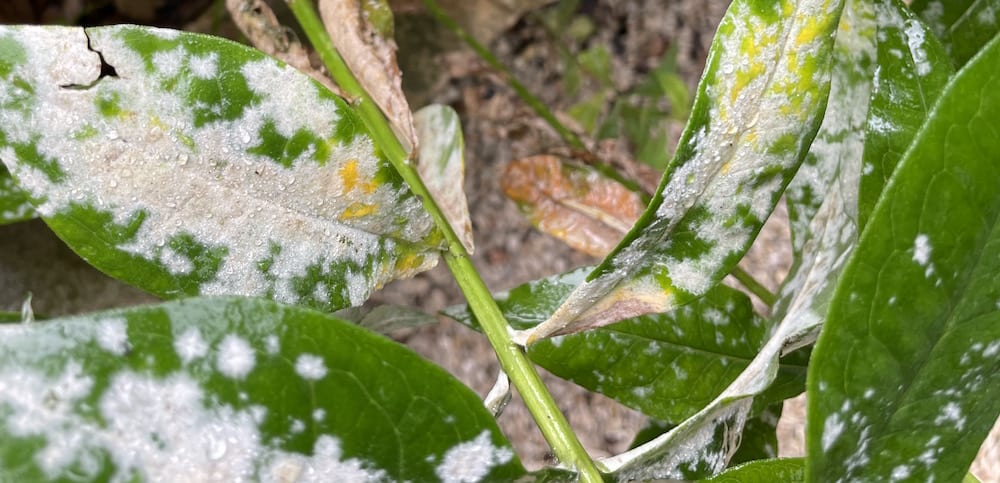 Treatment and control options for rainy-weather fungus issues