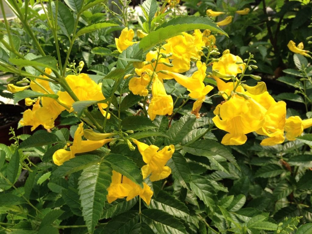 esperanza Yellow bells, esperanza in a San Antonio landscape