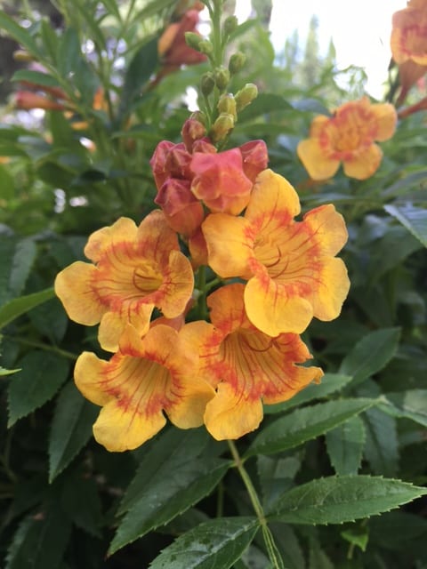esperanza-apricot-yellow-bells Apricot esperanza, yellow bells.