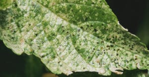 Pests like lacebugs suck the chlorophyll from leaves.