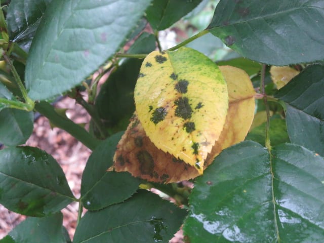 Black spot and powdery mildew fungus likes to show up at the same time on roses.