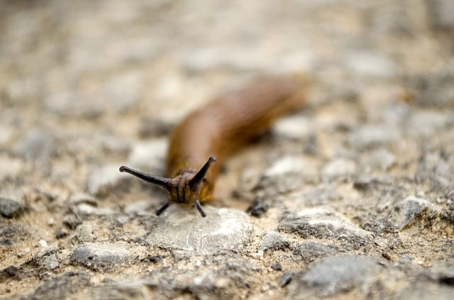 Slugs and snails are pests that are attracted by wet weather.