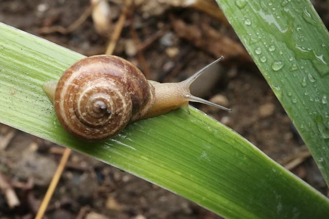 Snails and slugs can be prevented and controlled.