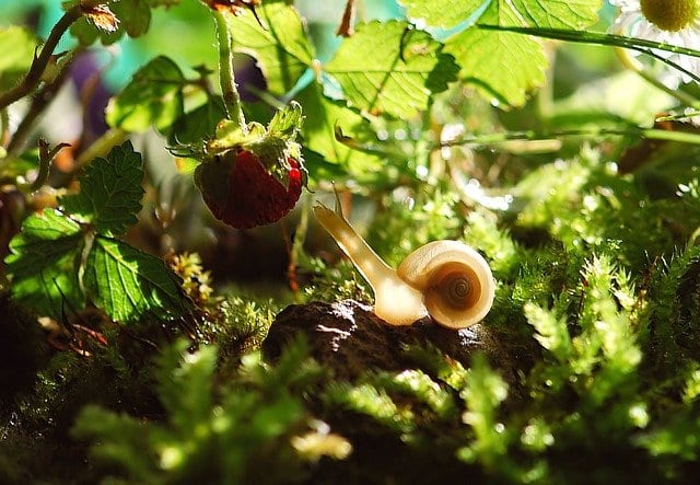 snail-582194_640