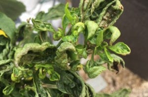 pests-spider-mite-damage Pests like spider mites leave plants dried and shriveled.