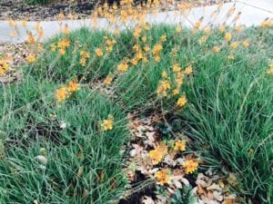 Bulbine flowers through the heat of summer.