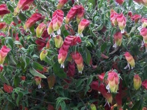 Tropical plants like shrimp plants are beautiful, big, bloomers.