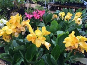 canna-tropical (2) Redeem Bonus Bucks on veggies