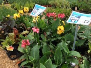 Tropical plants like cannas are a favorite in San Antonio
