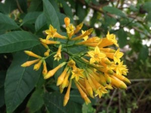 Orange Cestrum loves the heat and still puts out tons of flowers.