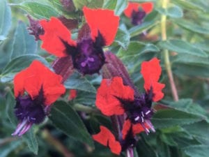 Heat tolerant flowers like batface cuphea up close.