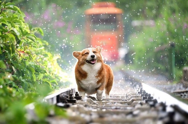 Dog happy and shaking in the rain