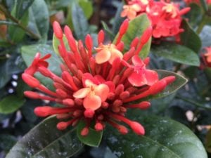 ixora-red Ixora is a tropical plant that looks great in San Antonio landscapes.