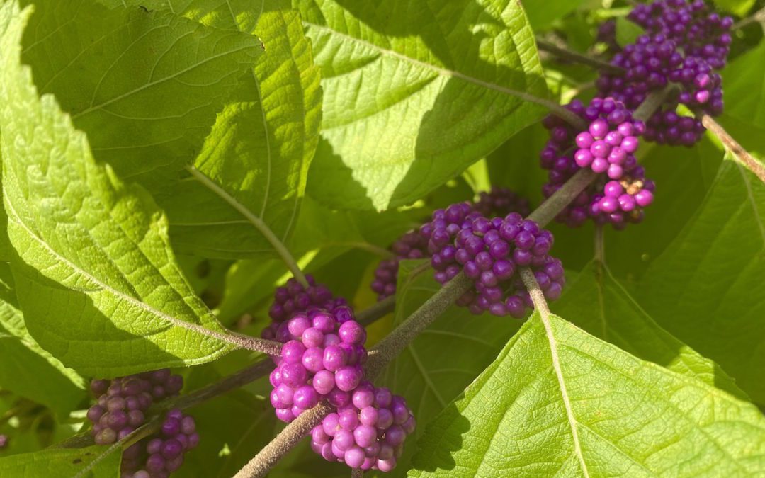 Landscape shrubs like American Beautyberry are tried and true in Texas.