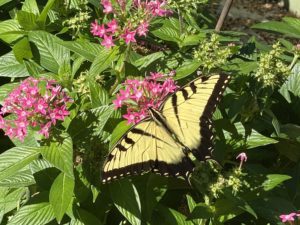 Tiger or eastern swallowtail on pentas Citrus trees with a lot of lemons.