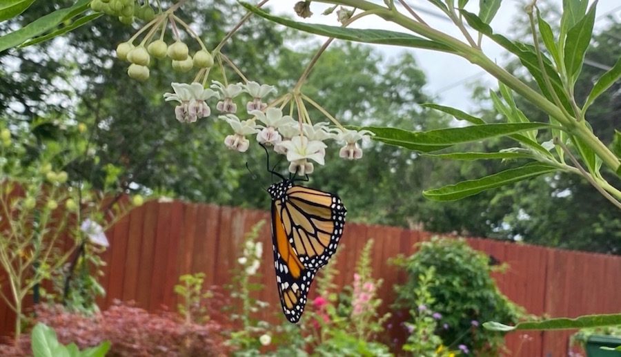 The Butterfly Landing: A Habitat for Pollinators!