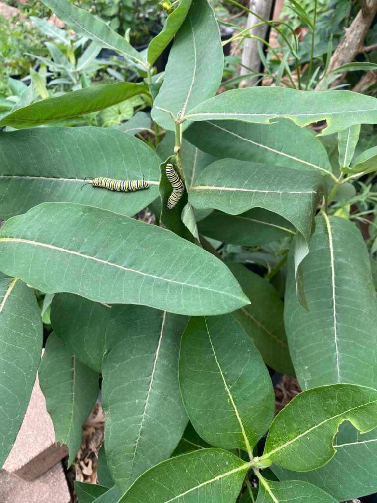 Caterpillars on host and nectar plant milkweed.