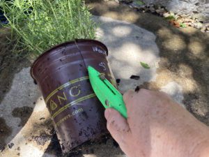 milkweed-pot-planting Host and nectar plants like milkweed for butterflies can be root sensitive.