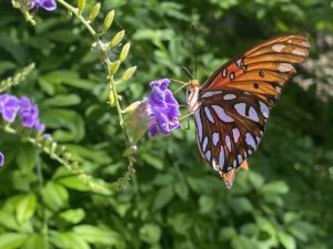 Pollinator on nectar-filled plant.