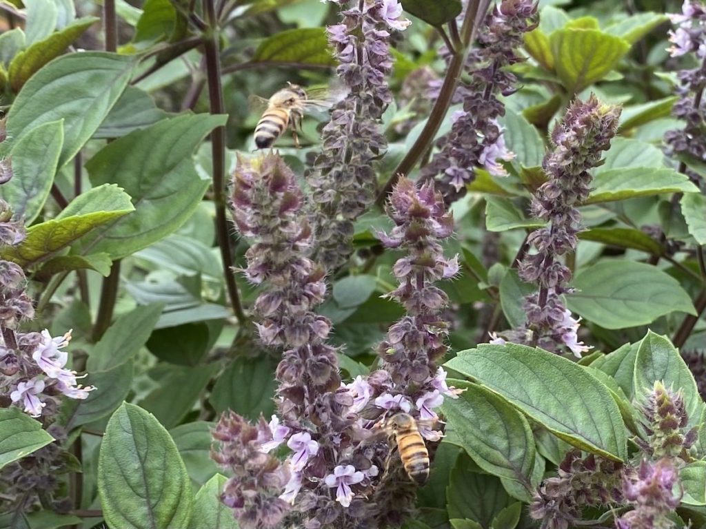 African Blue basil with bees on it.