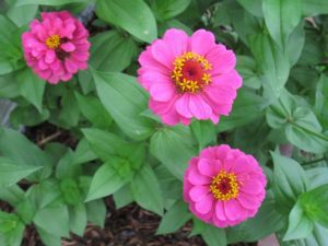 Cherry profusion zinnias