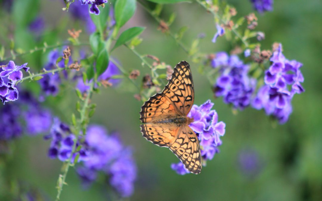 Duranta: A Feast for the Butterflies and Hummingbirds