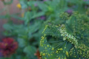 fennel-dill Swallowtail caterpillar on fennel.