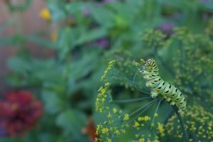 Swallowtail caterpillar on fennel.