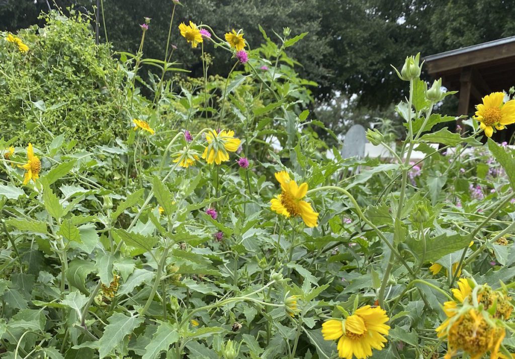 Cowpen Daisies are amazing nectar and pollinator plants.